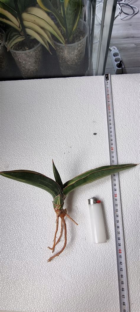 Sansevieria Yellow Niska Cena Na Allegro Pl