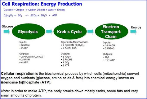 Death to Cancer: Cancer and Lactic Acid Cycle