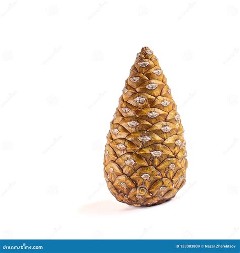 Brown Pine Cone Isolated On White Background Stock Image Image Of