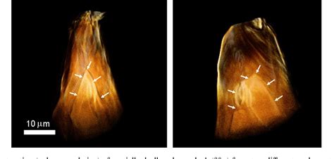 Figure From In Situ Imaging Of Dealloying During Nanoporous Gold