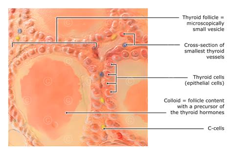 Thyroid Gland Histology C Cells