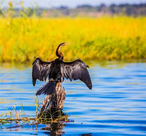 African Cormorant Dries Its Wings Big Bird Wings Opened Sitting On A