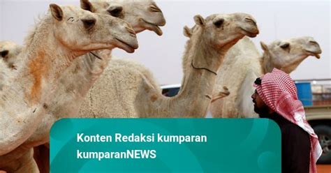 Kemenkes Minta Jemaah Haji Waspadai Mers Covid Jangan Dekati Unta