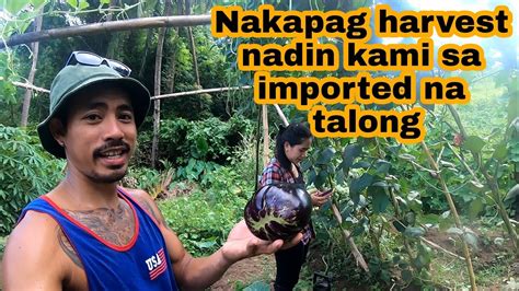 Walang Humpay Na Pitasan Imported Eggplant Na Harvest Na Apply Abono