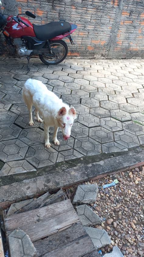 Cadela albina que não ouve nem enxerga é adotada depois de ter sido