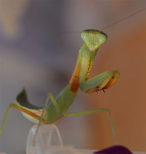 Green Species – Mantis Masters