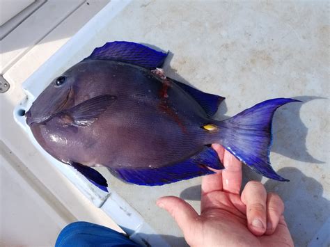 Finding Nemo Blue Tang