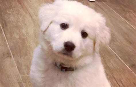 18 Great Pyrenees Mix Breeds – The Popular and Adorable Hybrid Dogs ...