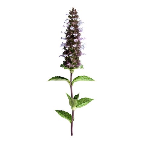 AI generated Catmint flower isolated on transparent background 37505512 PNG