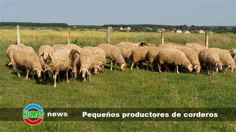 Por qué es importante apoyar a los pequeños productores de corderos