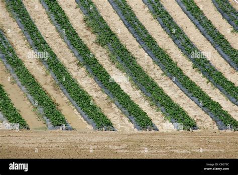 Cultivation of strawberry plants Stock Photo - Alamy