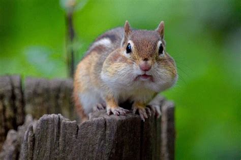 How To Get Rid Of Chipmunks Lotusmagus