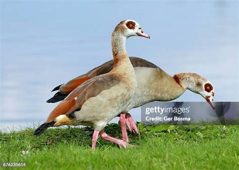 Egyptian Geese Photos and Premium High Res Pictures - Getty Images