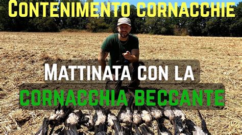 Bellissima Mattinata Alle Cornacchie Con La Cornacchia Beccante