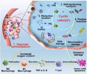 通过肿瘤消融的低氧增强增强化学动力学治疗和免疫治疗 Nano Today X MOL