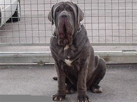 Mastino Napoletano Razza Descrizione Carattere Cuccioli Foto