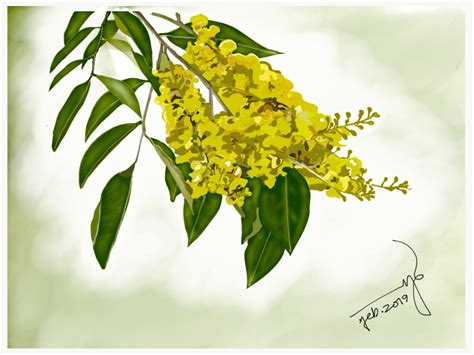 Padouk Flower | Parijat flower drawing, Kanikonna flower drawing ...
