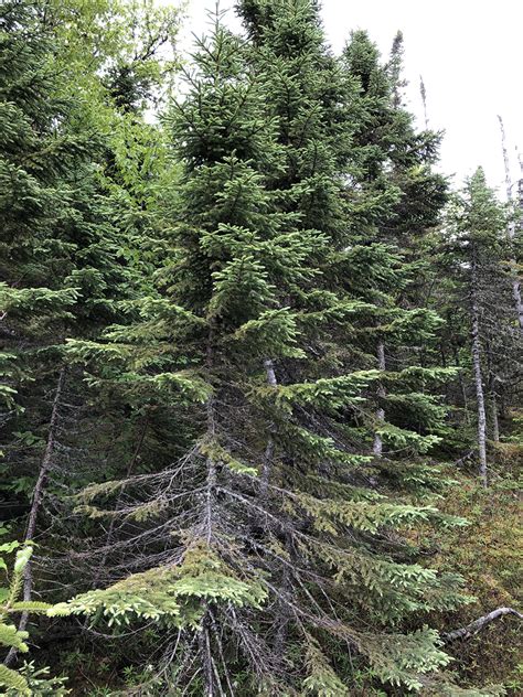 Black Spruce Tree