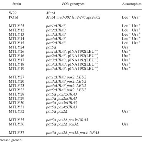 Y Lipolytica Wild Type Monodisrupted And Multidisrupted Strains