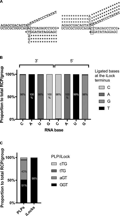 Effects Of 3 And 5 Base Mismatches On Rna Templated Dna End Joining Download Scientific Diagram