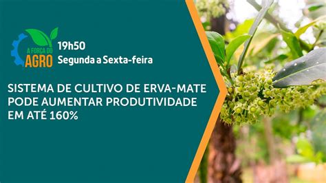 A Força do Agro Sistema de cultivo de erva mate pode aumentar