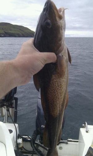 Summer Cod Fishing 5 Top Tips Manx Sea Fishing