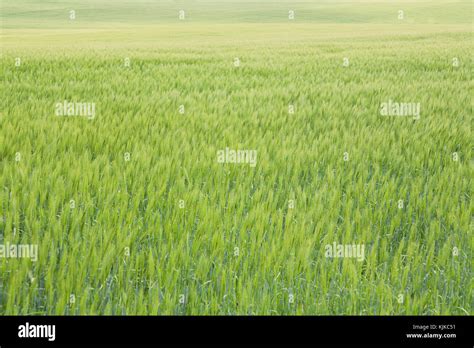 Wheat Field Prairies Alberta High Resolution Stock Photography And