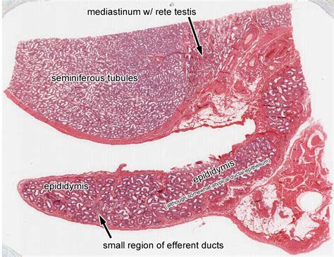 Duke DPT Histology - Male Reproductive System