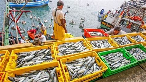 Fenómeno El Niño Ministerio de la Producción reitera que la pesca