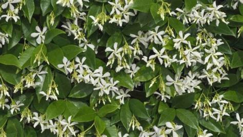 How To Grow And Care For Star Jasmine Complete Guide