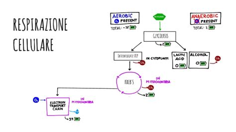 RESPIRAZIONE CELLULARE By Luana Silveri On Prezi