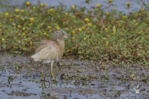 Le Crabier Chevelu Les Oiseaux De Camargue