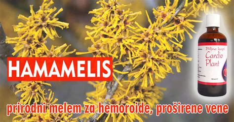 Hamamelis prirodni melem za hemoroide proširene vene Mediflora