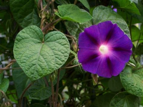 Ipomoea - Alchetron, The Free Social Encyclopedia