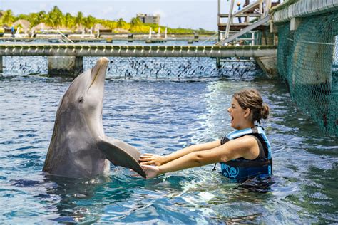 The Royal Swim With Dolphins At Chankanaab Park