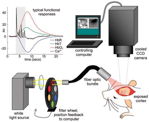 Intrinsic Signal Optical Imaging