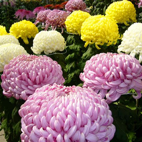 Chrysanthemum Seeds Ground Cover Plants 100pcspack Greenseedgarden