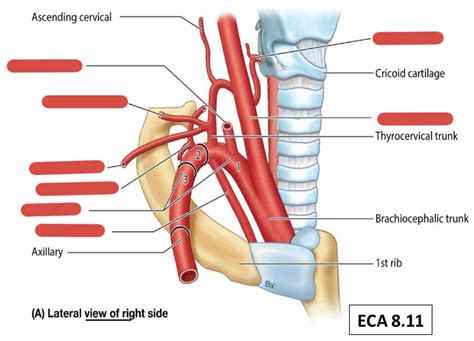 Subclavian artery and branches Diagram | Quizlet