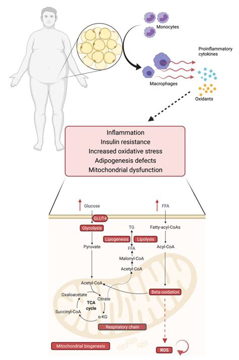 Biomolecules Free Full Text Obesityan Update On The Basic