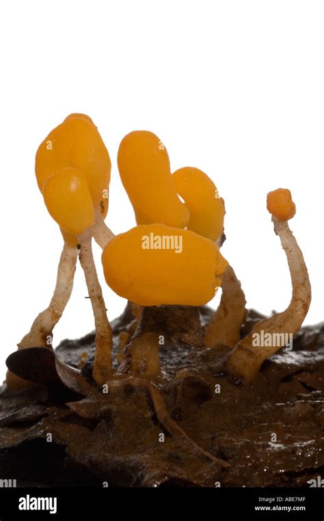 Aquatic fungi hi-res stock photography and images - Alamy