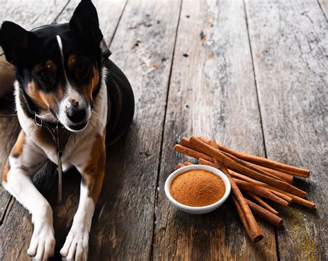 Can Dogs Eat Hot Food? • CanDogsEat