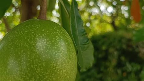 Premium Photo | A green fruit on a tree