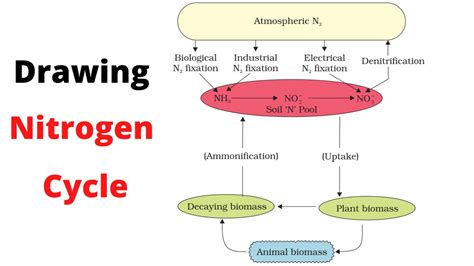 Nitrogen Cycle Diagram Simple