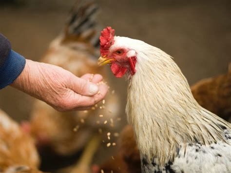 Partes De Una Gallina Todo Sobre La Anatomía De Las Gallinas