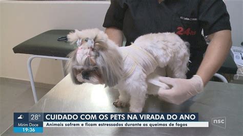 Veterinária em SC dá dicas para amenizar barulho de fogos de artifício