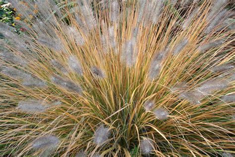 Picture This Ornamental Grasses Ellis Hollow