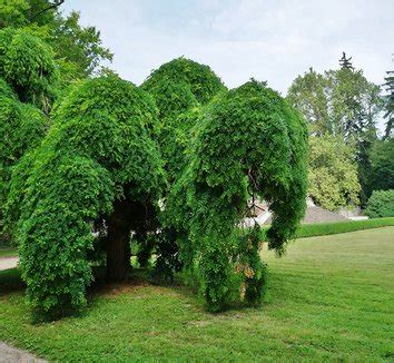 Caragana Arborescens Walker Carangana Arborescens Pendula Walker