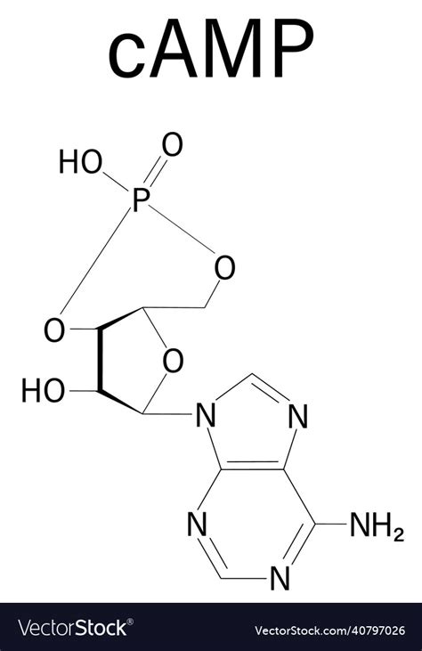 Cyclic Adenosine Monophosphate Or Camp Molecule Vector Image