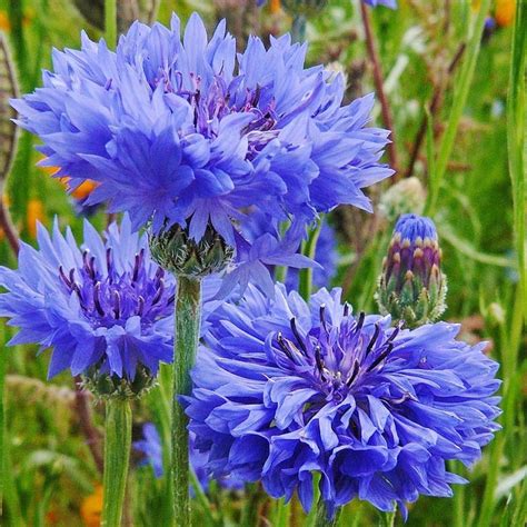 Cornflower / Bachelor Button Seeds | Shop 14 Varieties | Eden Brothers