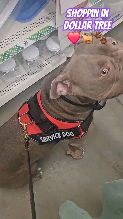 Dollartree Shopping With My Dog ️🐕🐾 Americanbullybreed Bullybreed